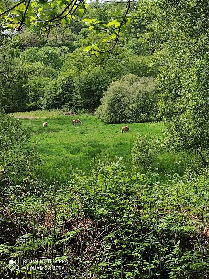 365/24/7 Pension - weide bos leefgebied sober ras RUIN in FR, Dieren en Toebehoren, Stalling en Weidegang, Opfok, Weidegang