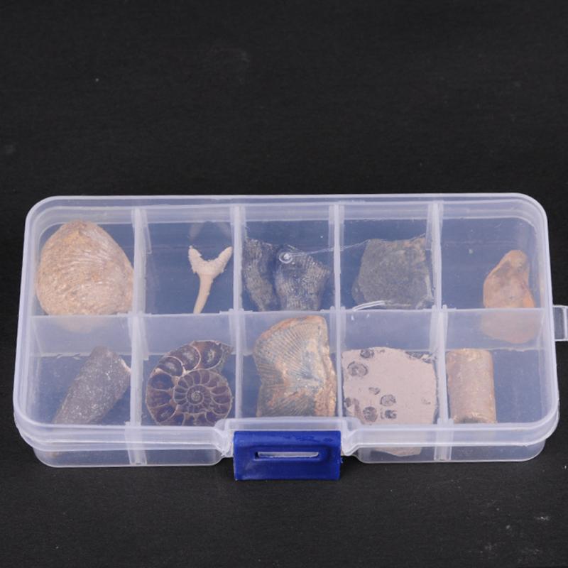 Fossielen Set / Fossiel Steen Mineraal Koraal Trilobiet, Verzamelen, Mineralen en Fossielen, Verzenden, Fossiel