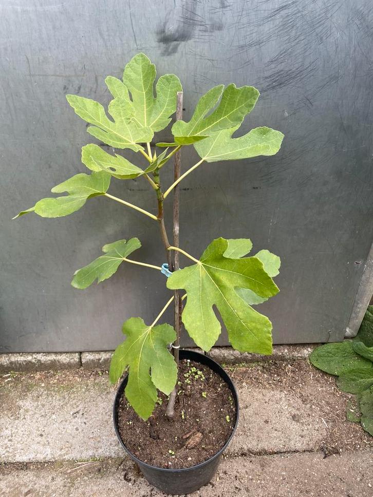 Mooie vijg op stam - vijgenboom - Brown Turkey, Tuin en Terras, Planten | Fruitbomen, Vijgenboom, Minder dan 100 cm, Volle zon
