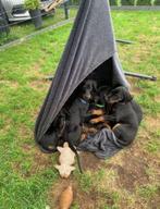 Super lieve aanhankelijke Dobermann puppy's beschikbaar, Dieren en Toebehoren, Honden | Bulldogs, Pinschers en Molossers, Rabiës (hondsdolheid)