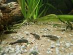 Jonge Bristlenose pleco's, Dieren en Toebehoren, Vissen | Aquariumvissen, Vis, Zoetwatervis
