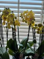 Orchideeën, Nieuw, Ophalen of Verzenden