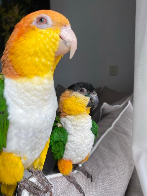 Koppel tamme roestkop en zwartkop Caique + kooi, Dieren en Toebehoren, Vogels | Parkieten en Papegaaien, Papegaai, Meerdere dieren