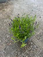 Lavendel Mix - Paars & Wit, Volle zon, Vaste plant, Zomer, Ophalen