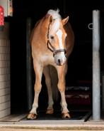 Vitafloor sessie paard en hond, Dieren en Toebehoren, Paarden en Pony's | Overige Paardenspullen, Ophalen of Verzenden