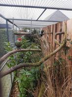 Toerako roodkuif pop of man gezocht, Meerdere dieren, Geringd