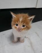 Maine coon kittens Met stamboom, Dieren en Toebehoren, Katten en Kittens | Raskatten | Langhaar, Meerdere dieren, Gechipt, 0 tot 2 jaar