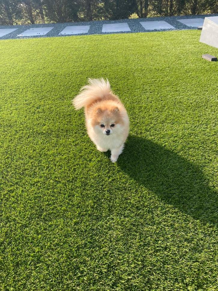 Kunstgras 20 tot 50 mm dik # op voorraad 😍🤩, Tuin en Terras, Gras en Kunstgras, Nieuw, Kunstgras, 20 m² of meer, Ophalen