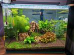 Compleet zoetwater aquarium, Ophalen, Gebruikt, Gevuld zoetwateraquarium