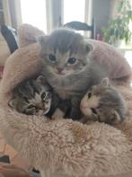 Hele mooie kittens, Dieren en Toebehoren, Katten en Kittens | Overige Katten, Poes