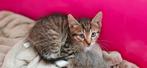 Kittens!! 2poesjes 1 kater (Lees beschrijving even goed), Dieren en Toebehoren, Katten en Kittens | Overige Katten, Kortharig