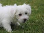 Lieve Maltezer pups., Dieren en Toebehoren, Maltezer, Nederland, Reu, 8 tot 15 weken