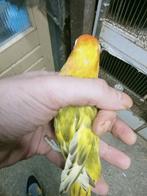 Prachtige piep jonge agapornis fisheri opaline slaty man, Dieren en Toebehoren, Vogels | Parkieten en Papegaaien, Mannelijk, Dwergpapegaai of Agapornis