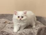 Brits Korthaar en Brits Langhaar kittens, Dieren en Toebehoren, Katten en Kittens | Raskatten | Korthaar, Poes, Gechipt, 0 tot 2 jaar