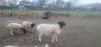Te koop Dorper ram, Mannelijk, Schaap, 0 tot 2 jaar