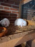 Hangoordwergjes, Dieren en Toebehoren, Meerdere dieren, Dwerg, Hangoor, 0 tot 2 jaar