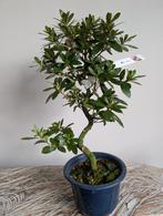 Satsuki Azalea Reiko Binsai, Tuin en Terras, Bloeit niet, Halfschaduw, Minder dan 100 cm, Overige soorten