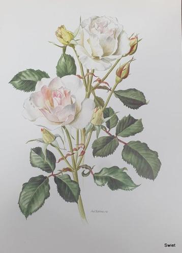 1659 - 1665 Rozenposter Poster prent met rozen AM TRECHSLIN beschikbaar voor biedingen