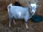 Dwerggeit bok blauwschimmel met tan CAE en CL-vrij, Dieren en Toebehoren, Schapen, Geiten en Varkens, Mannelijk, Geit, 0 tot 2 jaar