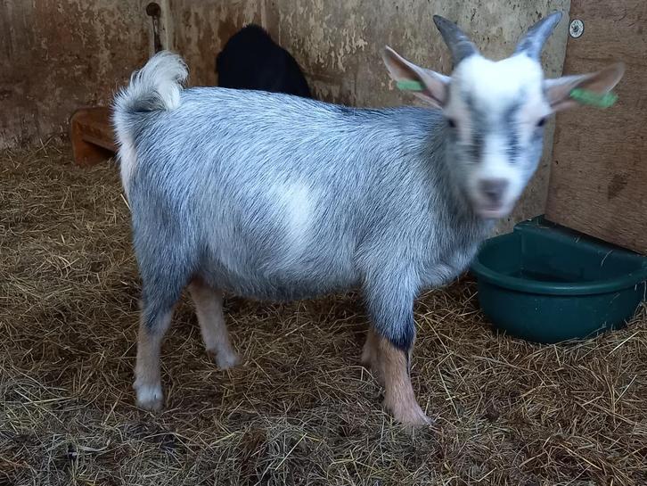 Dwerggeit bok blauwschimmel met tan CAE en CL-vrij, Dieren en Toebehoren, Schapen, Geiten en Varkens, Geit, Mannelijk, 0 tot 2 jaar