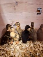 Indische loopeend kuikentjes pulletjes verwacht 29 mei, Dieren en Toebehoren, Pluimvee, Geslacht onbekend, Eend