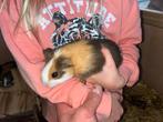 Verschillende jonge Cavia’s, Dieren en Toebehoren, Knaagdieren, Augustus, Meerdere dieren, Cavia
