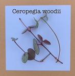 7. chinees lantaarnplantje €0,75, Ophalen of Verzenden, Halfschaduw, Minder dan 100 cm