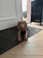 Weimaraner pup reu, Parvo, 8 tot 15 weken, Eén hond, Nederland