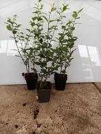 Ligustrum ovalifolium de groenblijvende haag liguster € 0,90, Ophalen of Verzenden, Liguster, Minder dan 100 cm