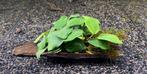 Anubias op Drifwood, Ophalen of Verzenden, Nieuw, Plant(en), Steen of Hout