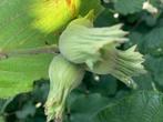 Hoge hazelnoot-struik, Tuin en Terras, Planten | Fruitbomen, Ophalen, Volle zon, Walnotenboom, Zomer