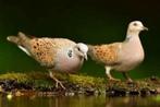 Zomertortels, Meerdere dieren, Tortelduif