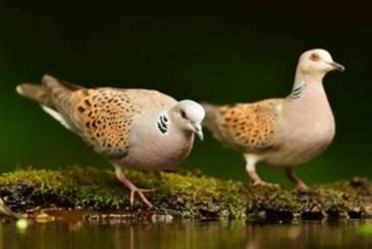 Zomertortels, Dieren en Toebehoren, Vogels | Duiven, Tortelduif, Meerdere dieren