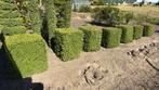 Buxus bomen, Tuin en Terras, Ophalen of Verzenden, Buxus, Minder dan 100 cm