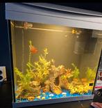 Superfish aquarium 50 l, Ophalen, Zo goed als nieuw, Leeg aquarium