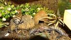 Baby Merauke Blauwtongskinken Tiliqua, Dieren en Toebehoren, Hagedis, Tam, 0 tot 2 jaar