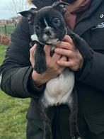 Franse Bulldogs, Dieren en Toebehoren, Honden | Bulldogs, Pinschers en Molossers, Bulldog, Meerdere, Meerdere dieren, Nederland