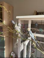 Valkparkieten inclusief kooi en alle toebehoren, Dieren en Toebehoren, Vogels | Parkieten en Papegaaien, Meerdere dieren, Parkiet