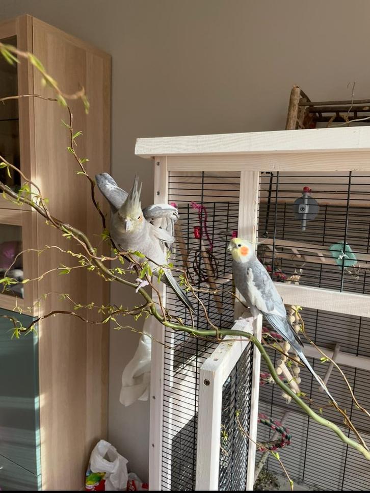 Valkparkieten inclusief kooi en alle toebehoren, Dieren en Toebehoren, Vogels | Parkieten en Papegaaien, Parkiet, Meerdere dieren