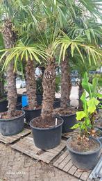 Palmbomen, Tuin en Terras, Planten | Bomen, 100 tot 250 cm, Zomer, Palmboom, Ophalen