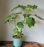 Kamerlinde., Ophalen, Halfschaduw, Minder dan 100 cm