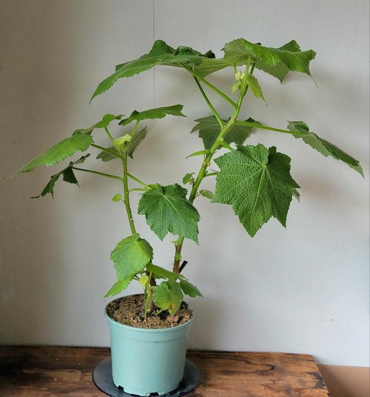 Kamerlinde., Huis en Inrichting, Kamerplanten, Minder dan 100 cm, Halfschaduw, Ophalen