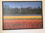 Poster van tulpenvelden in zwarte lijst 140 x 100. 2 st., Ophalen, Zo goed als nieuw, Foto of Poster, 75 cm of meer