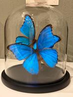 Vlinders in stolp - Morpho Didus (Giant Blue Morpho), Huis en Inrichting, Woonaccessoires | Stolpen, Jill@thegreenstones.nl, Nieuw