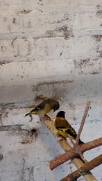 Exotic vogels and  red siskin, Dieren en Toebehoren, Meerdere dieren, Tropenvogel, Geringd