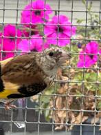 Vogels, Dieren en Toebehoren, Meerdere dieren, Parkiet, Geringd