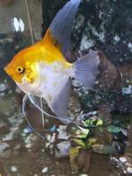 Maanvis, Dieren en Toebehoren, Vis