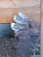 8 diamantduifjes 2025, Meerdere dieren, Tropenvogel