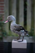 Opgezette Kaapse taling eend, Ophalen of Verzenden, Nieuw, Vogel, Opgezet dier