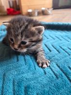 Kitten te koop, Poes